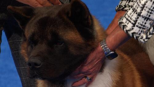 体育商业联盟管理